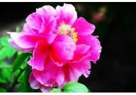 Peony Blossom Fragrance Oil - 16 oz Candle Soap Use