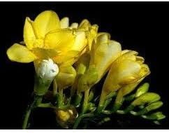 English Pear and Freesia - Candle Soap Fragrance Oil
