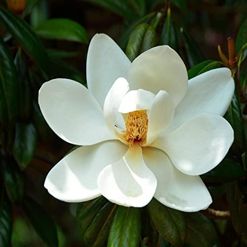 Magnolia Fragrance Oil 16 oz for Candle Soap Making