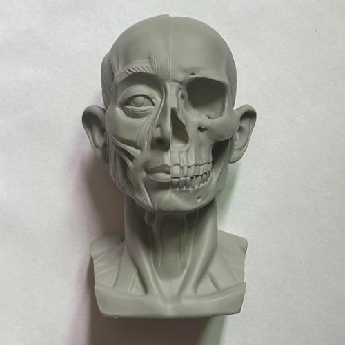 Realistic Mini Skull Art Model for Drawing Reference