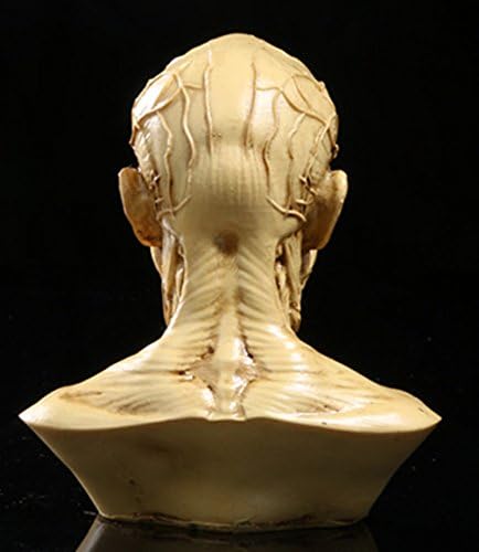 Zumllex 4-Inch Human Skull Anatomy Model for Art and Medical Study