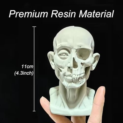 Realistic Mini Skull Art Model for Drawing Reference