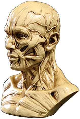 Zumllex 4-Inch Human Skull Anatomy Model for Art and Medical Study