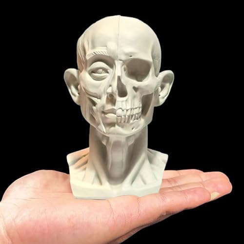 Realistic Mini Skull Art Model for Drawing Reference