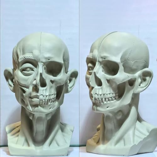Realistic Mini Skull Art Model for Drawing Reference