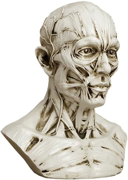 Realistic Resin Head Model for Drawing Practice