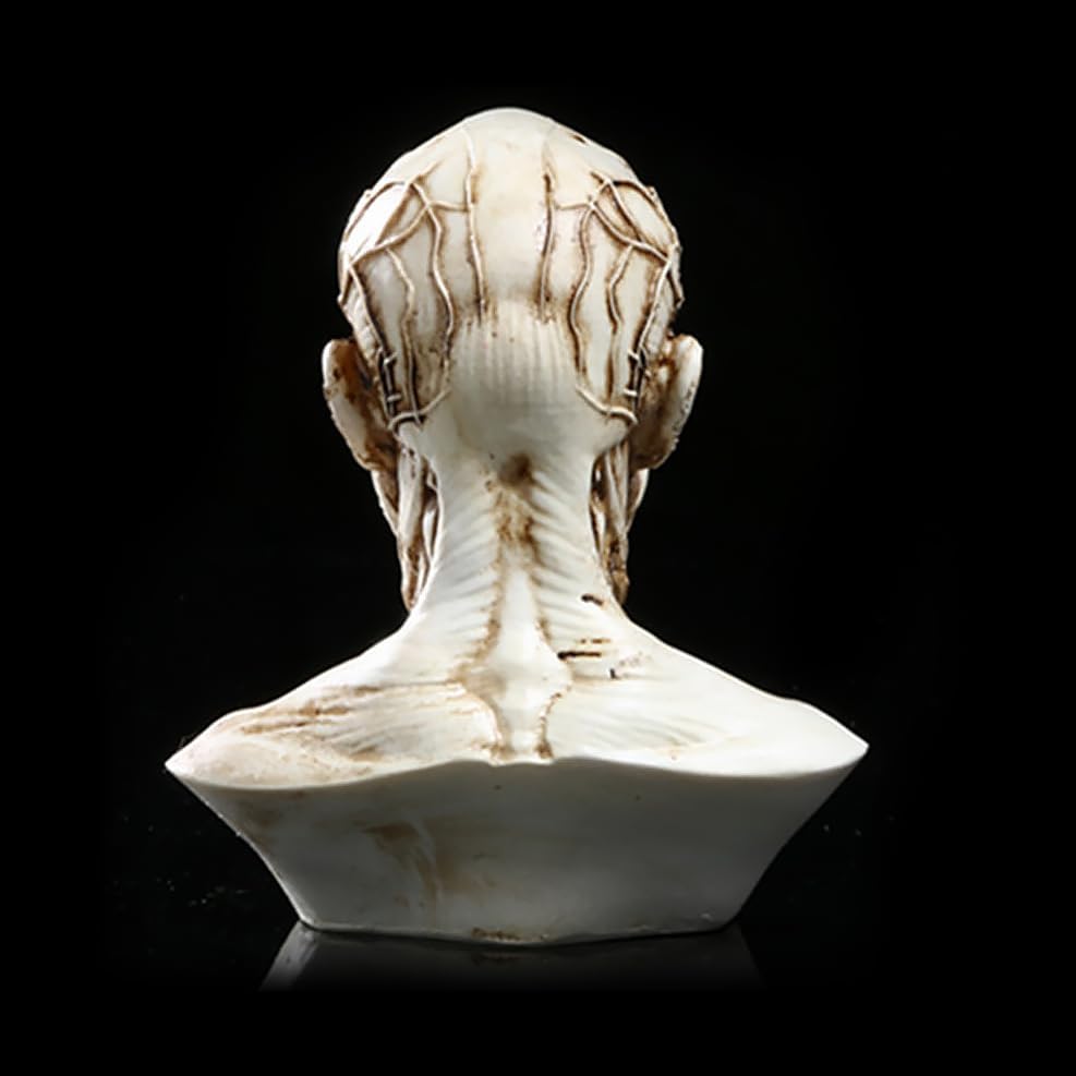 Realistic Resin Head Model for Drawing Practice