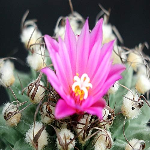 Virginia Candle Supply Baja Cactus Blossom Fragrance Oil 32 Oz