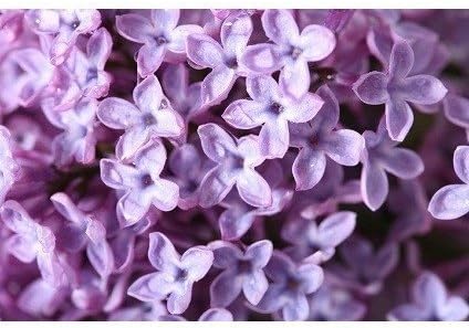 Lilac Blossom Fragrance Oil for Candles and Crafts