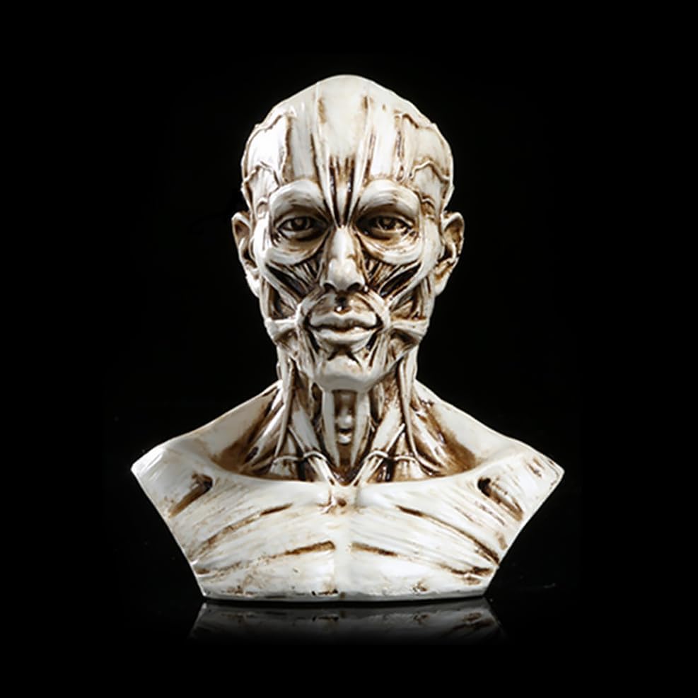 Realistic Resin Head Model for Drawing Practice