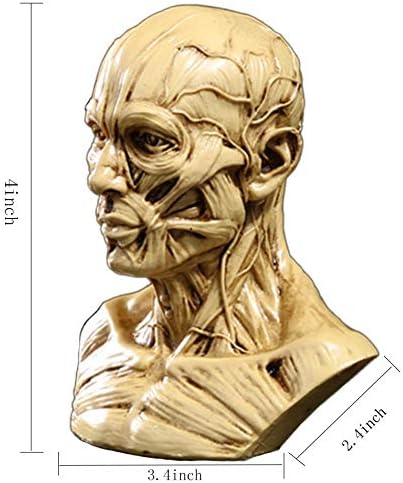 Zumllex 4-Inch Human Skull Anatomy Model for Art and Medical Study