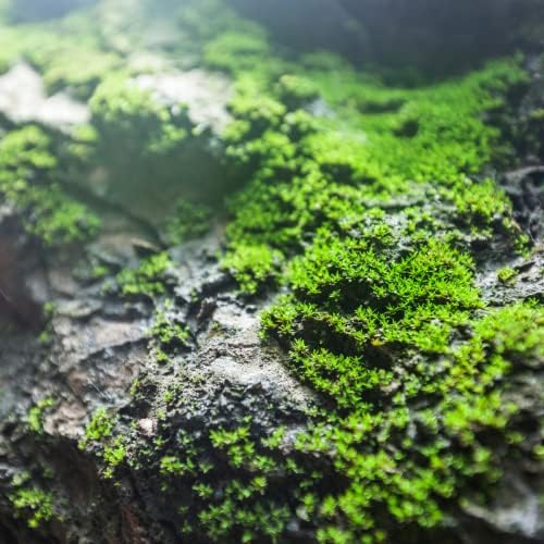 Petrichor Fragrance Oil 16 oz for Candle Making
