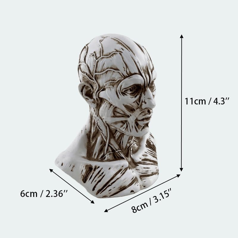Realistic Resin Head Model for Drawing Practice