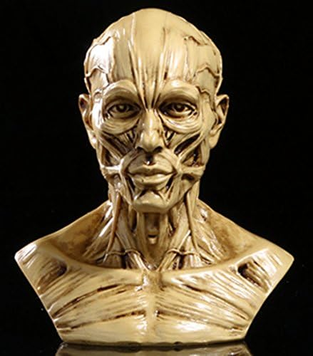 Zumllex 4-Inch Human Skull Anatomy Model for Art and Medical Study