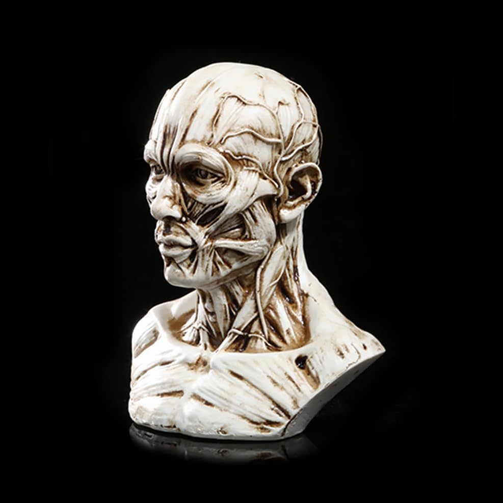 Realistic Resin Head Model for Drawing Practice