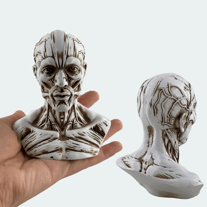 Realistic Resin Head Model for Drawing Practice