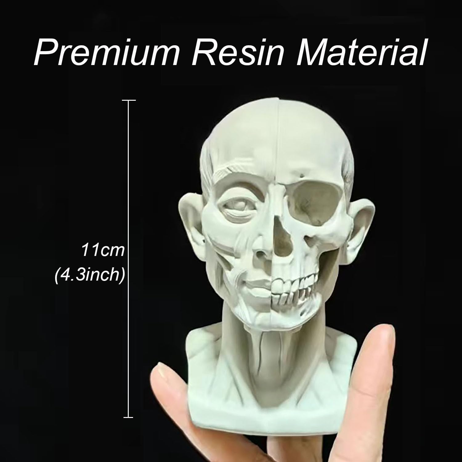 Realistic Mini Skull Art Model for Drawing Reference