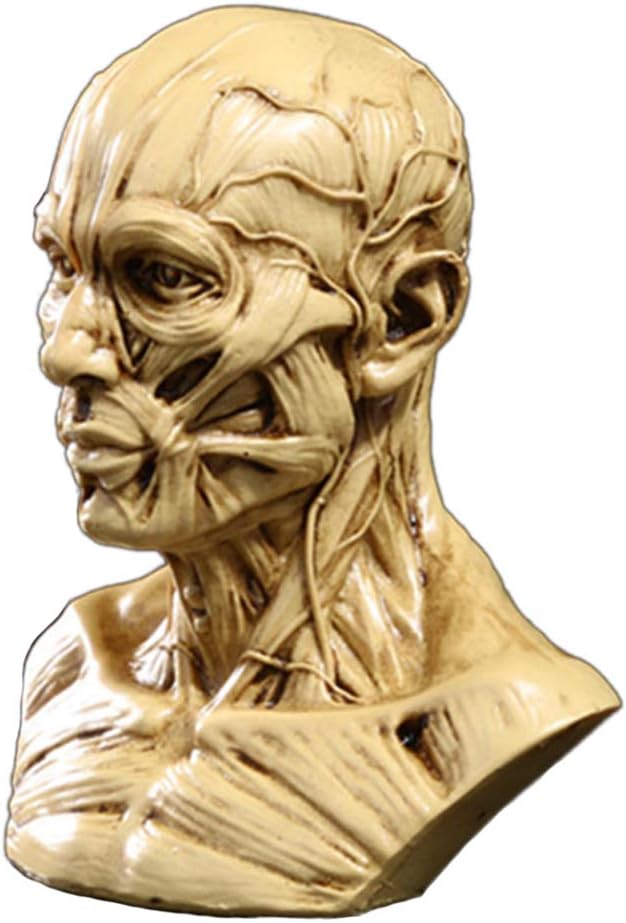 Zumllex 4-Inch Human Skull Anatomy Model for Art and Medical Study