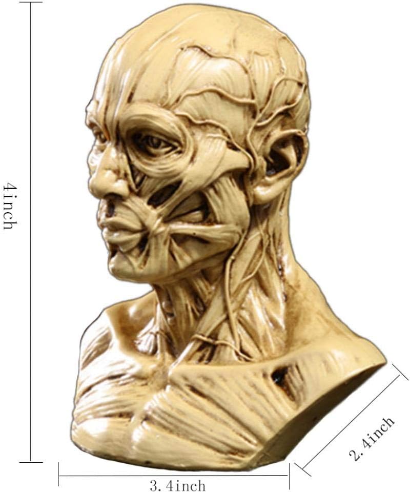 Zumllex 4-Inch Human Skull Anatomy Model for Art and Medical Study