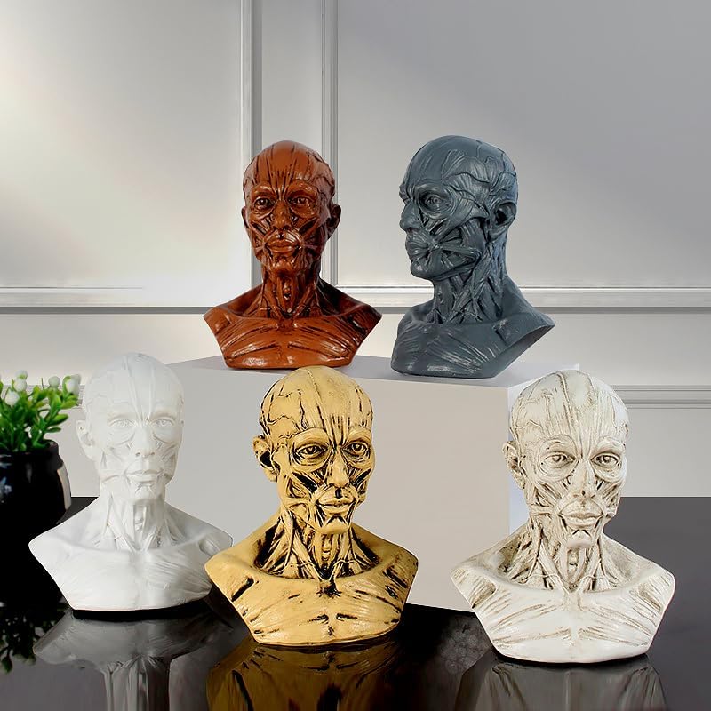 Realistic Resin Head Model for Drawing Practice