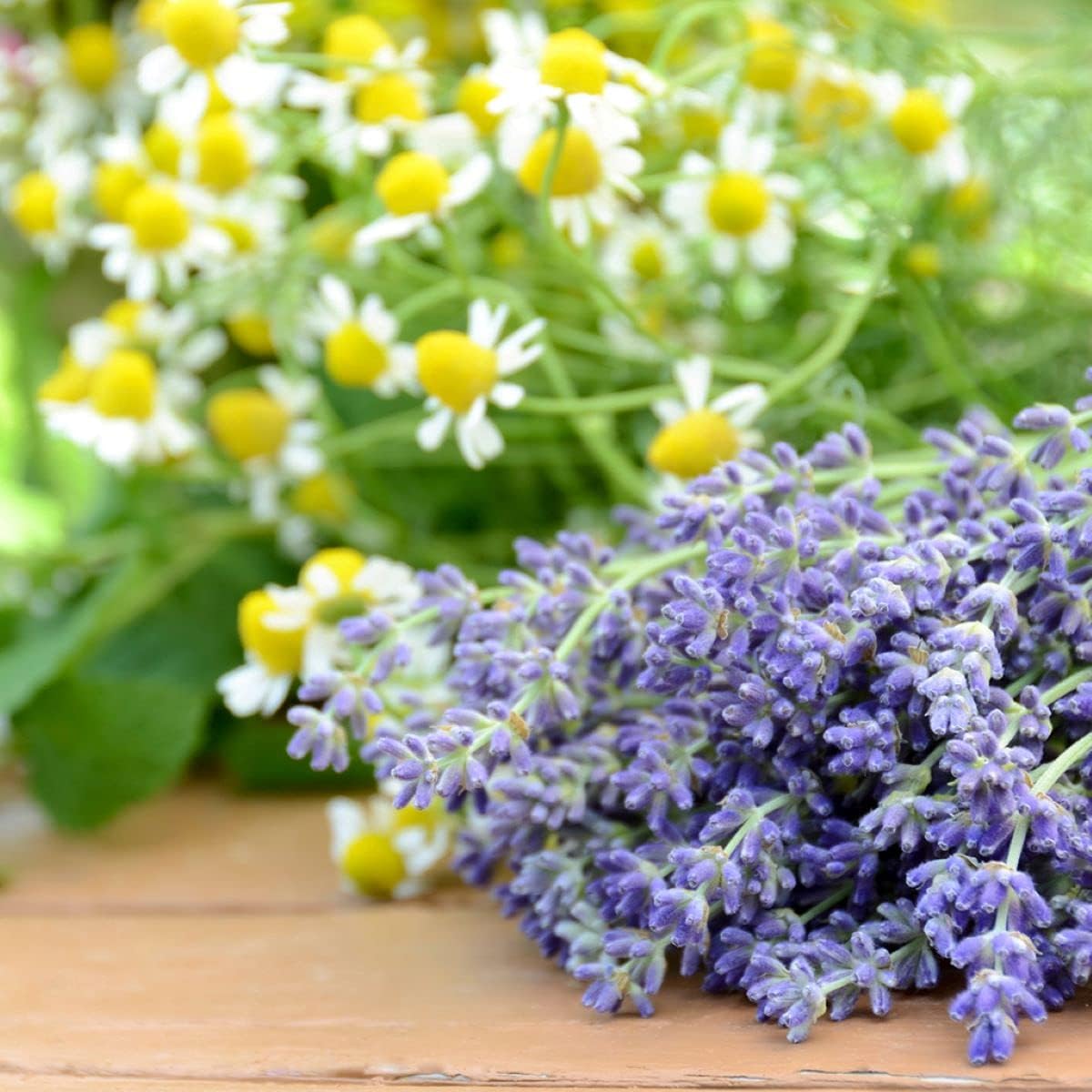 Lavender Chamomile Fragrance Oil 16 oz for Candle and Soap Making